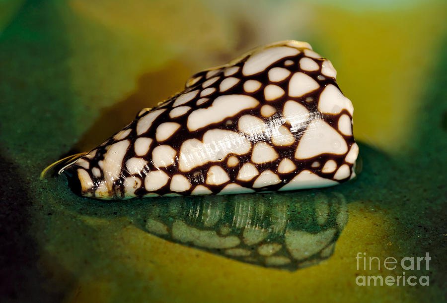 Seashell Wall Art 4 - Conus Marmoreus Photograph by Kaye Menner