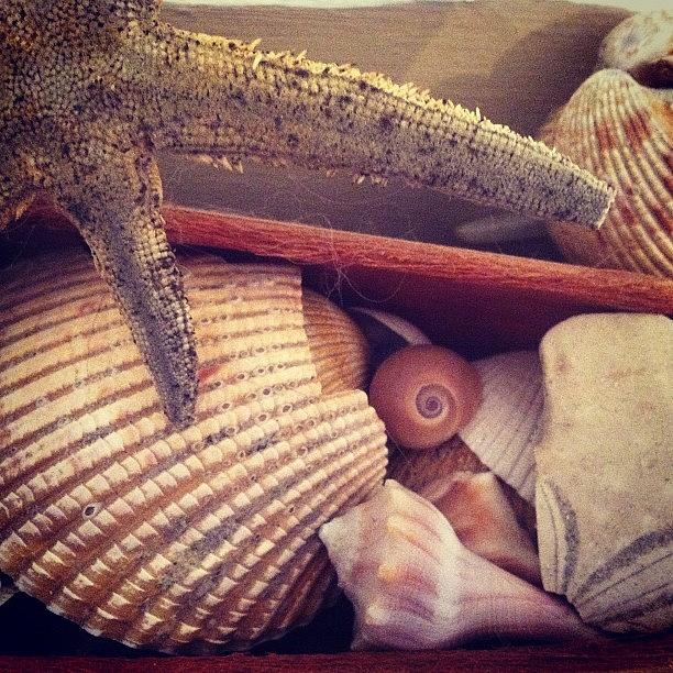 Closeup Photograph - Seashells by Brittany Severn