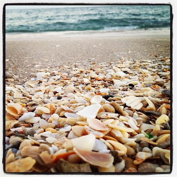 Shell Photograph - Seashells by the Seashore by Beach Bum Chix