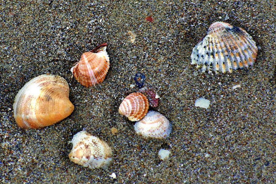 seashells by the seashore