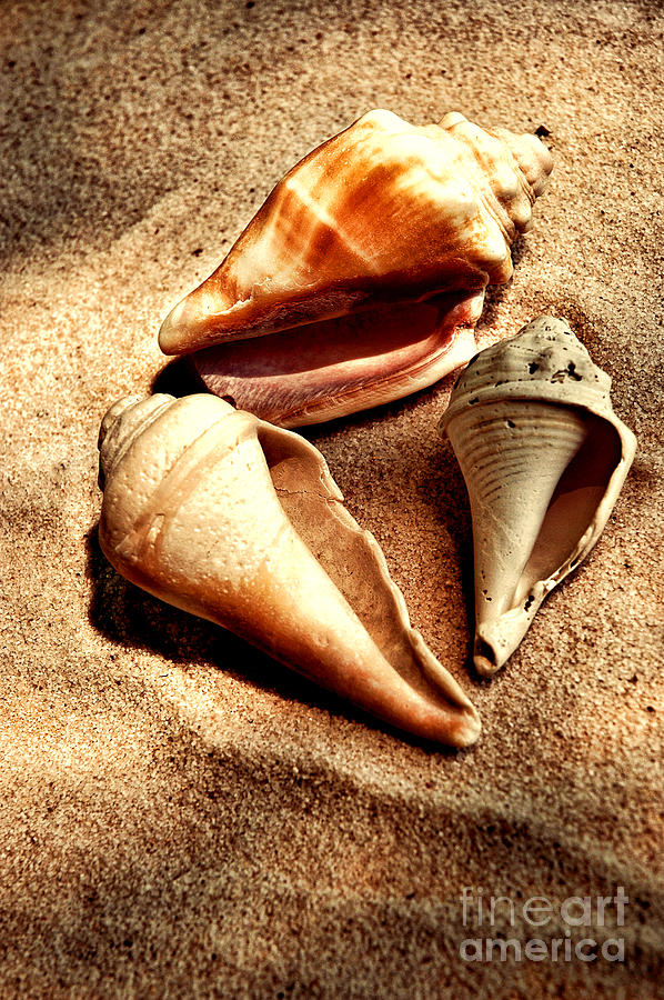 Nature Photograph - Seashells by HD Connelly