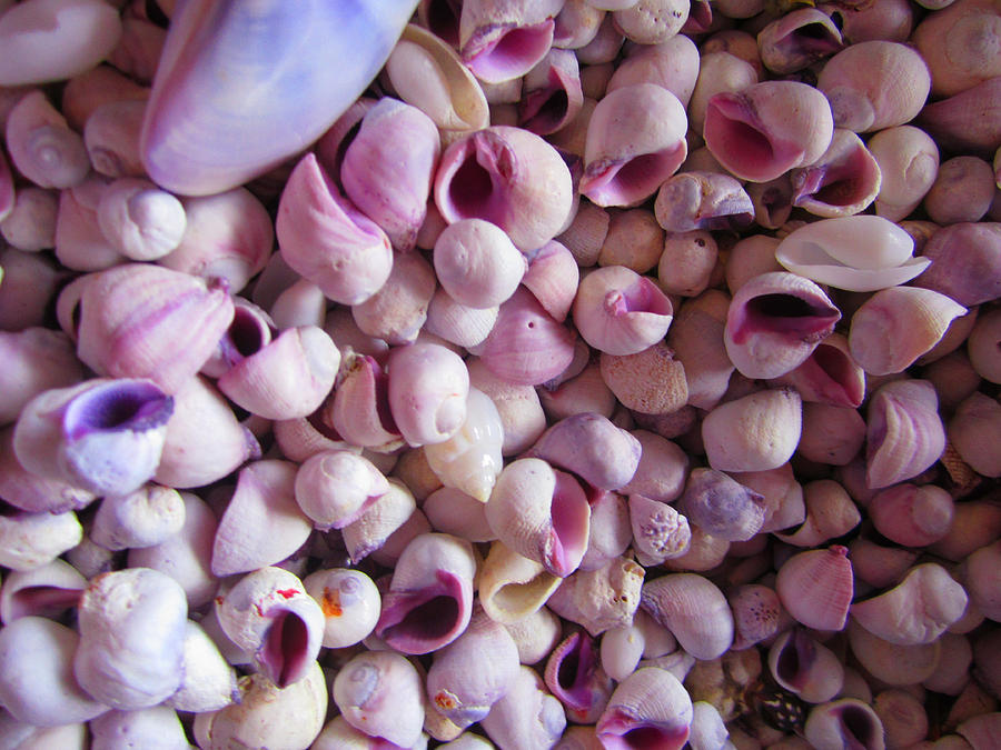 Seashells of Pinkish Purple Photograph by Kym Backland
