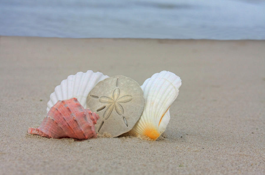 https://images.fineartamerica.com/images-medium-large/seashells-on-the-beach-2-elizabeth-spencer.jpg