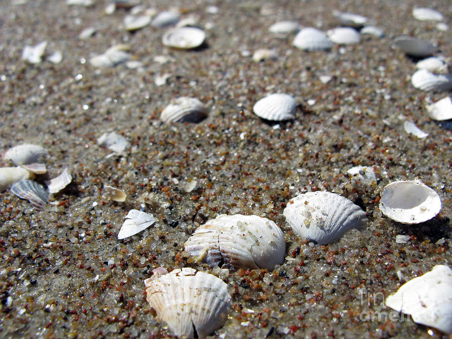 Nature Photograph - Seashells On The Sand by Ausra Huntington nee Paulauskaite