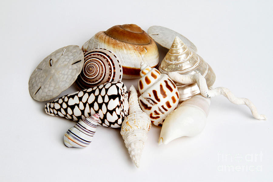 Seashells Photograph by Photo Researchers