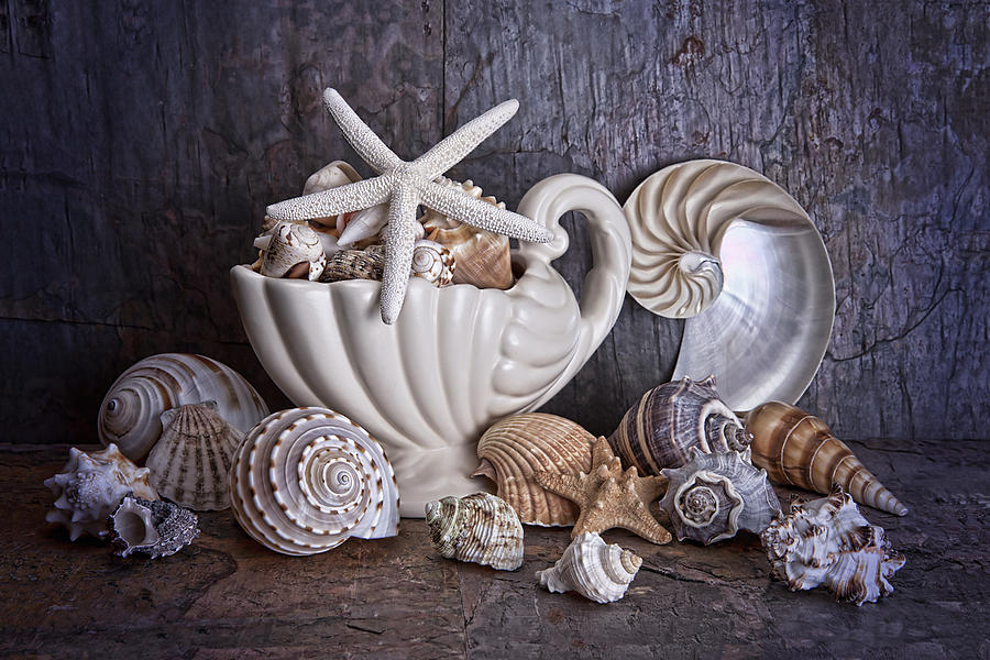 Seashells Photograph by Tom Mc Nemar