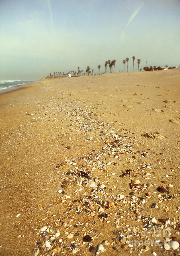 Seashells Washed Ashore Photograph by Susan Gary