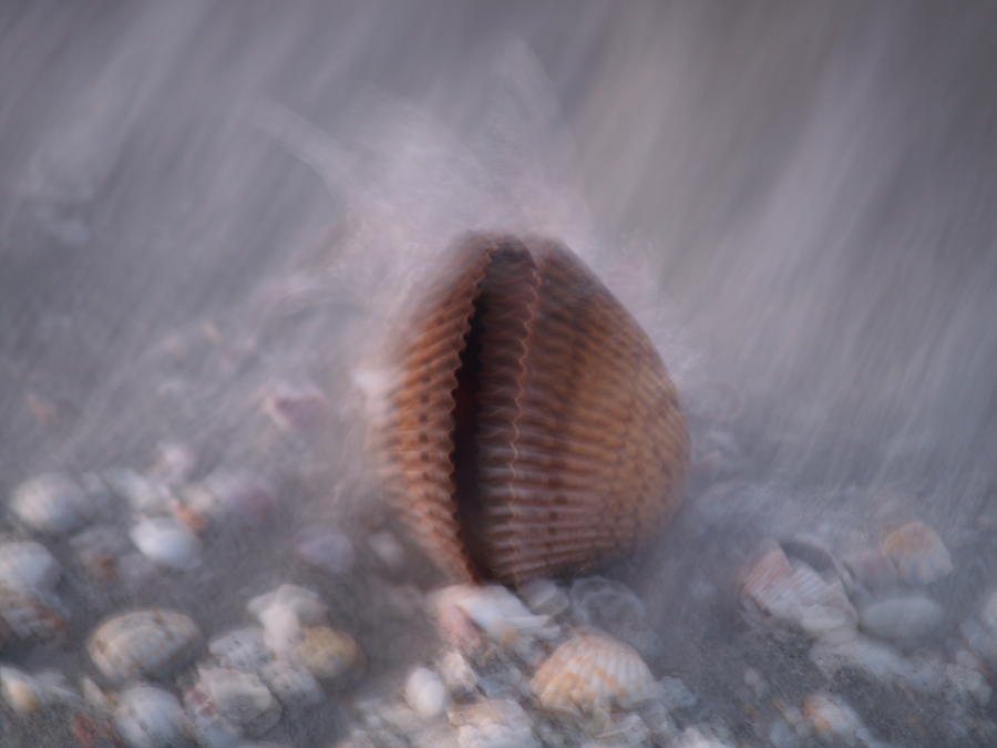 Sea Shells Photograph - Seashore Dream by Richard Mansfield