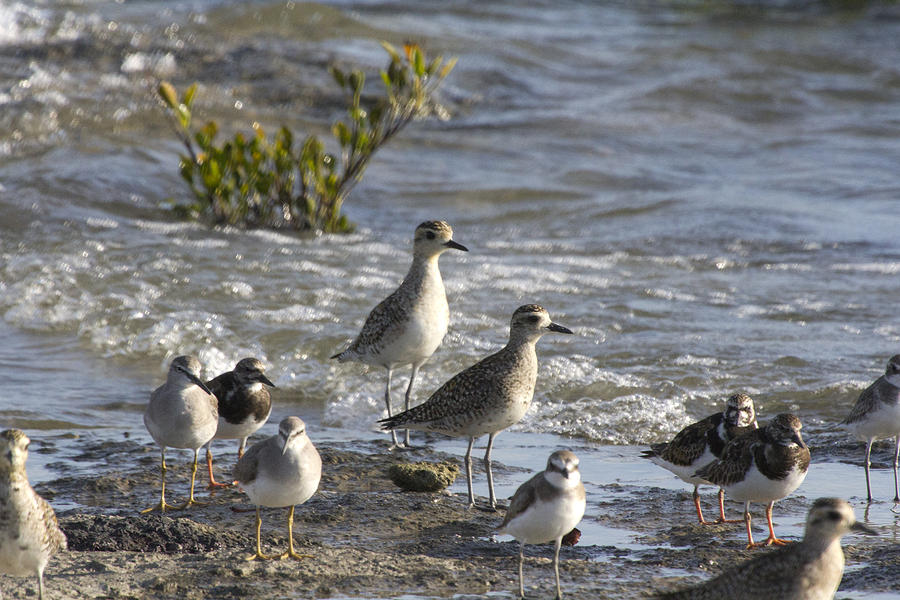 Bird Photograph - Seaside Gathering by Douglas Barnard