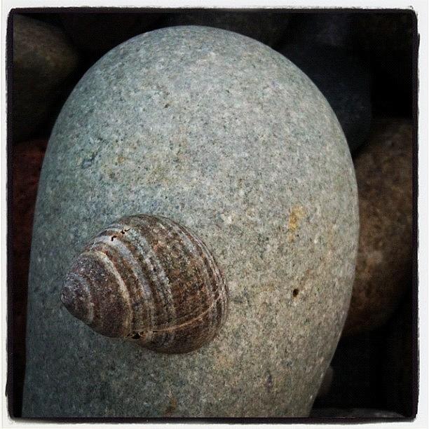 Seaside Shell Find Photograph by Lu David