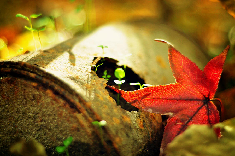 Fall Photograph - Season of Rust by Rebecca Sherman