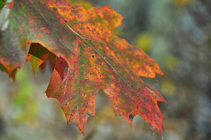 Fall Photograph - Seasonal Age Spots by JAMART Photography