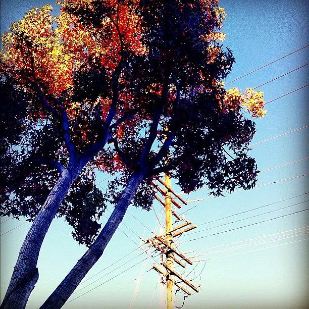 Tree Photograph - Seasonal Trees In Long Beach??? Yes! We by Nichole Zellmer