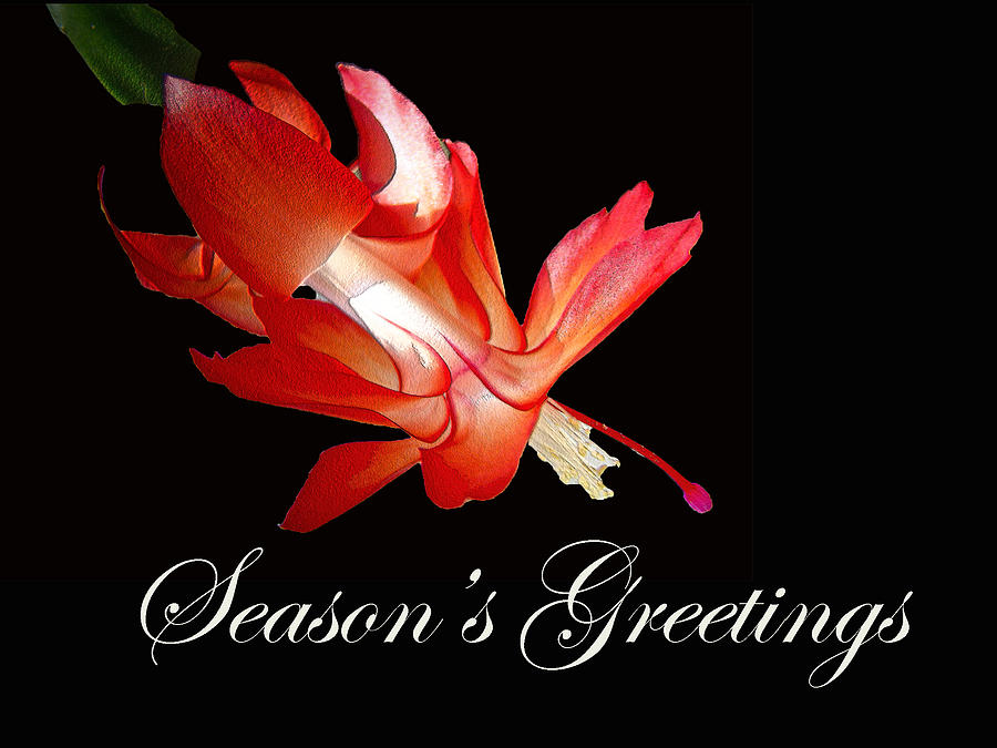 Seasons Greetings Card - Red Christmas Cactus Photograph by Carol Senske