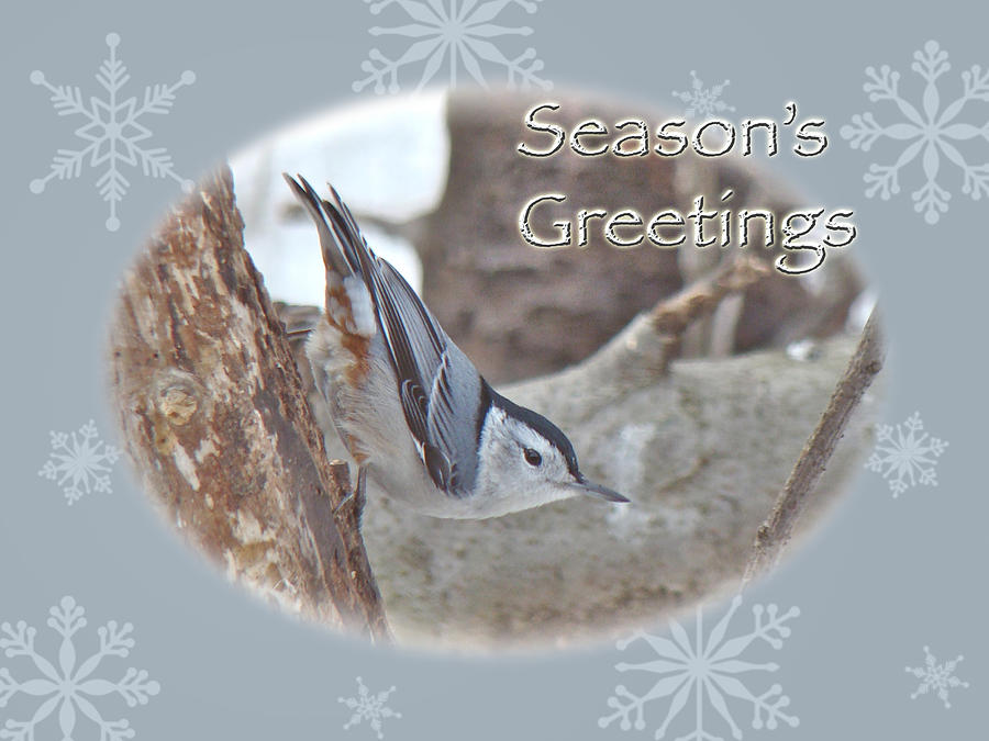Seasons Greetings Card - White-breasted Nuthatch Songbird Photograph by Carol Senske