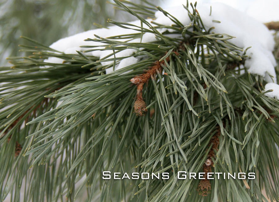 Seasons Greetings Photograph by Laura Kinker