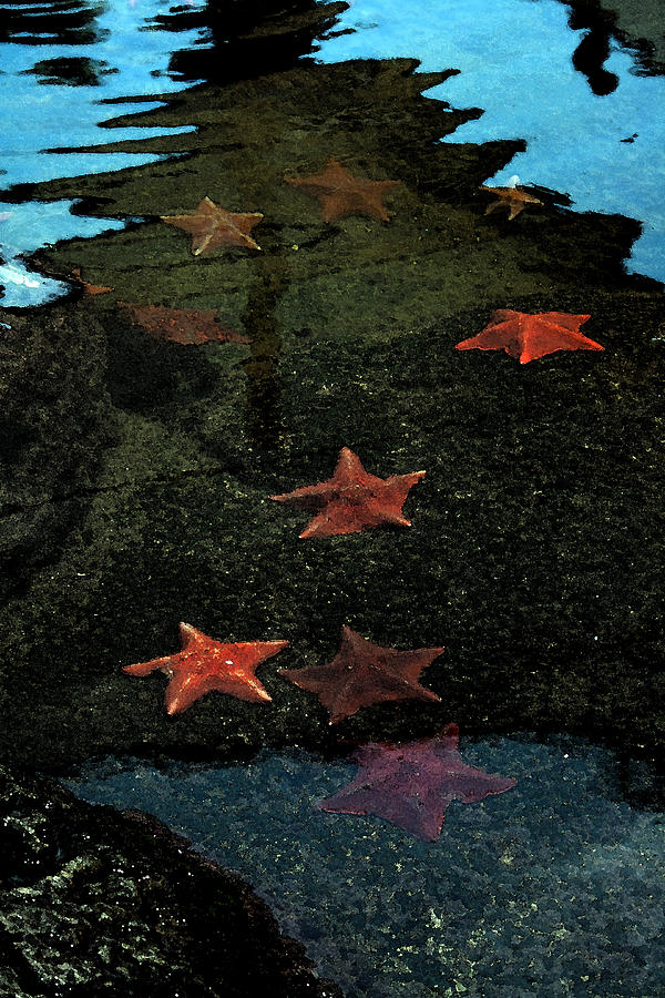 SeaStars Photograph by Karen Harrison Brown