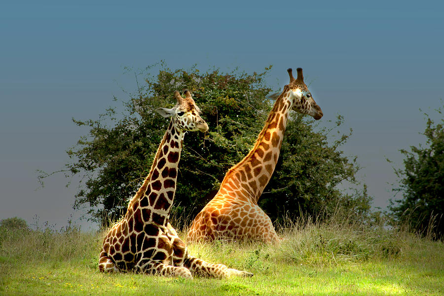 Giraffe Photograph - Seat in the Sun by Julie L Hoddinott