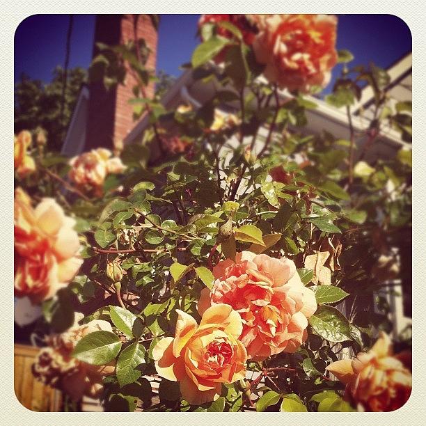 Rose Photograph - Seattle Foliage by Emily Ward