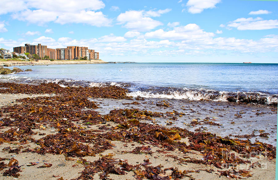 Seaweed Beach Photograph by Extrospection Art