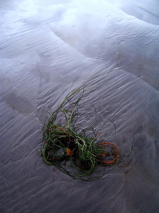 Seaweed Delivery Photograph by Peter Mooyman
