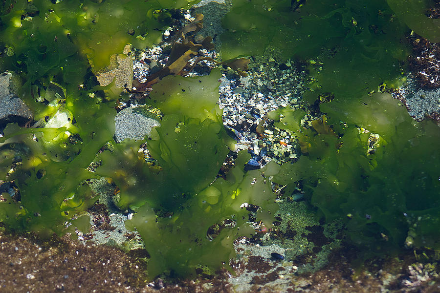Seaweed Greens Photograph by David Kleinsasser