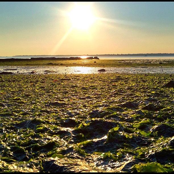 New York City Photograph - #seaweed #mud #rocks #mudflats by Louis Bruno