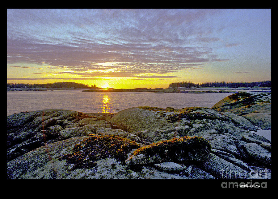 Seaweed Sunrise Photograph by Jonathan Fine