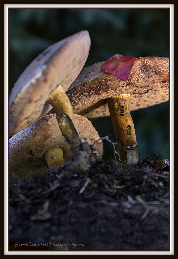 Mushroom Photograph - Secret Garden House by Steven Campbell