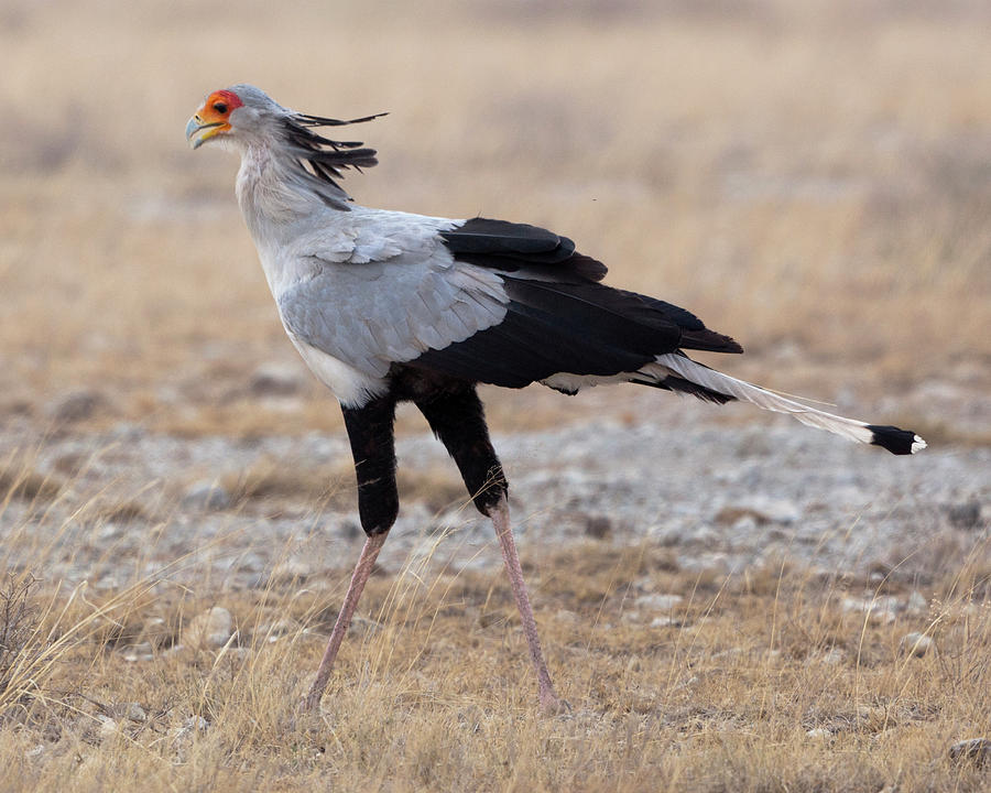 Secretary Bird at Amboseli Photograph by Robert Selin - Fine Art America