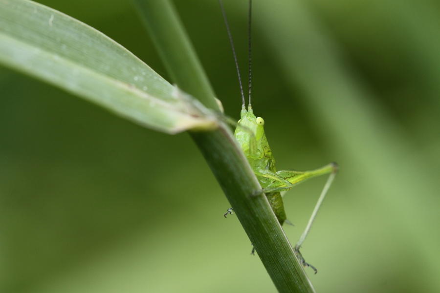Grasshopper Photograph - Secretive Katydid by Brian Magnier