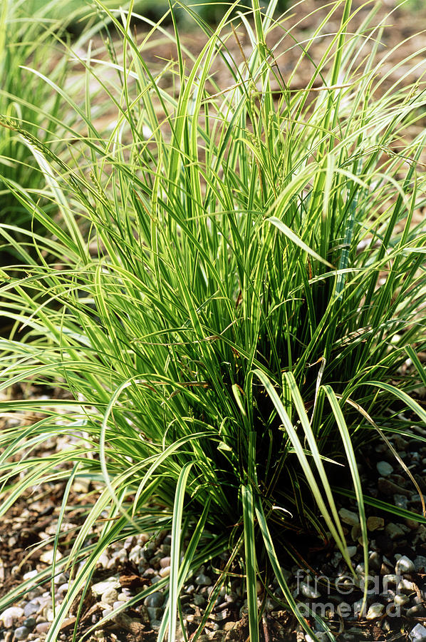 Sedge (carex 'kaga-nishiki') Photograph by Adrian Thomas | Fine Art America