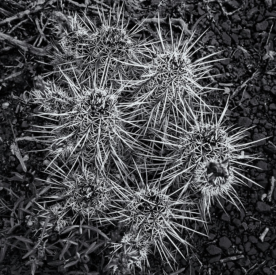 Sedona Cactus Photograph by Tom Singleton