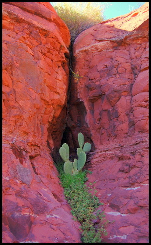 Sedona Photograph - Sedona Succulent by Satya Winkelman Sedona Photograph - Sedona Succulent by Satya Winkelman