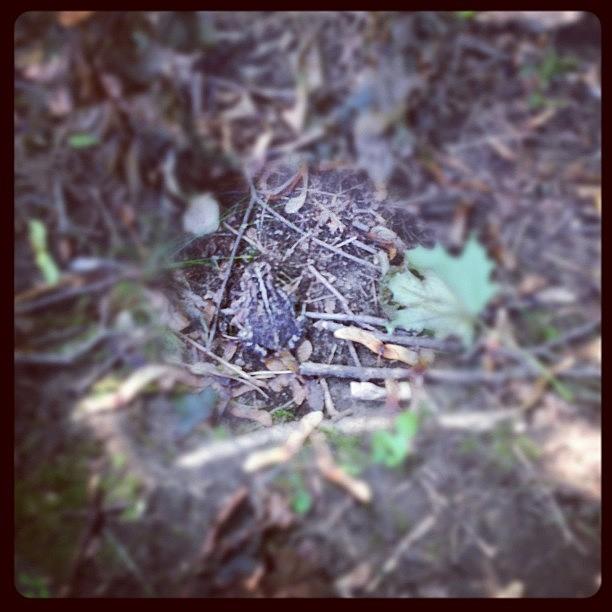 See The Toad? Photograph by Amanda Minaker