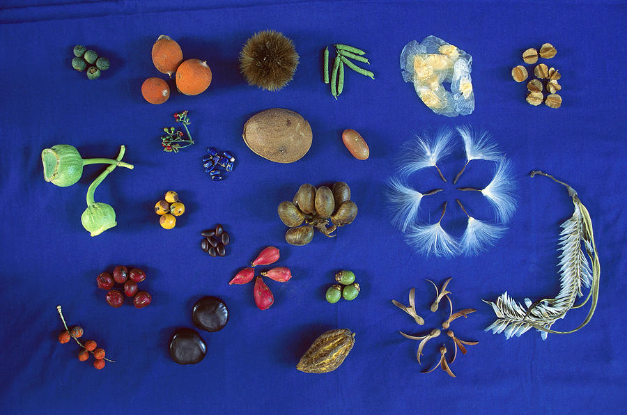 Seed Diversity, Barro Colorado Island Photograph by Christian Ziegler