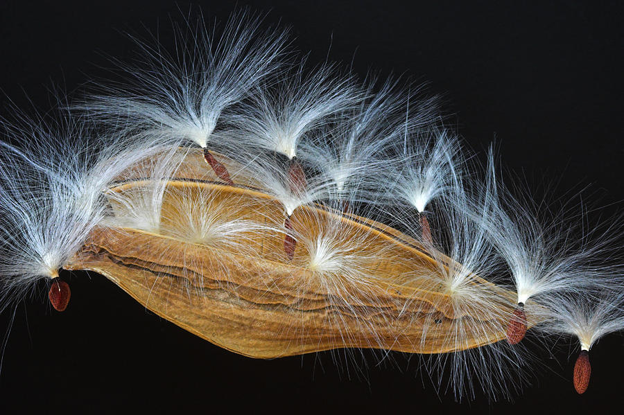 Seed Pod-4- St Lucia Photograph by Chester Williams