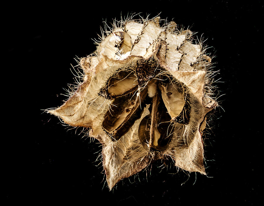 Seed Pod Photograph by Jean Noren