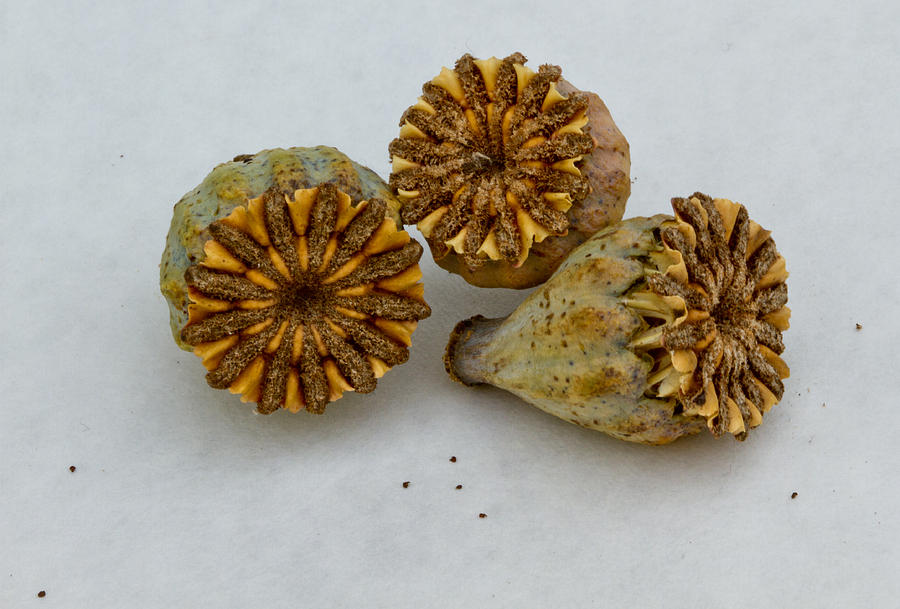 Seed pod trio Photograph by Jean Noren