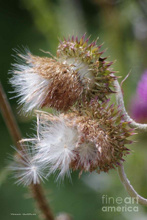 Flower Photograph - Seed thistles by Tannis  Baldwin