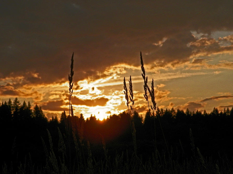 Washington State Photograph - Seeds In Silhouette by Seth Shotwell