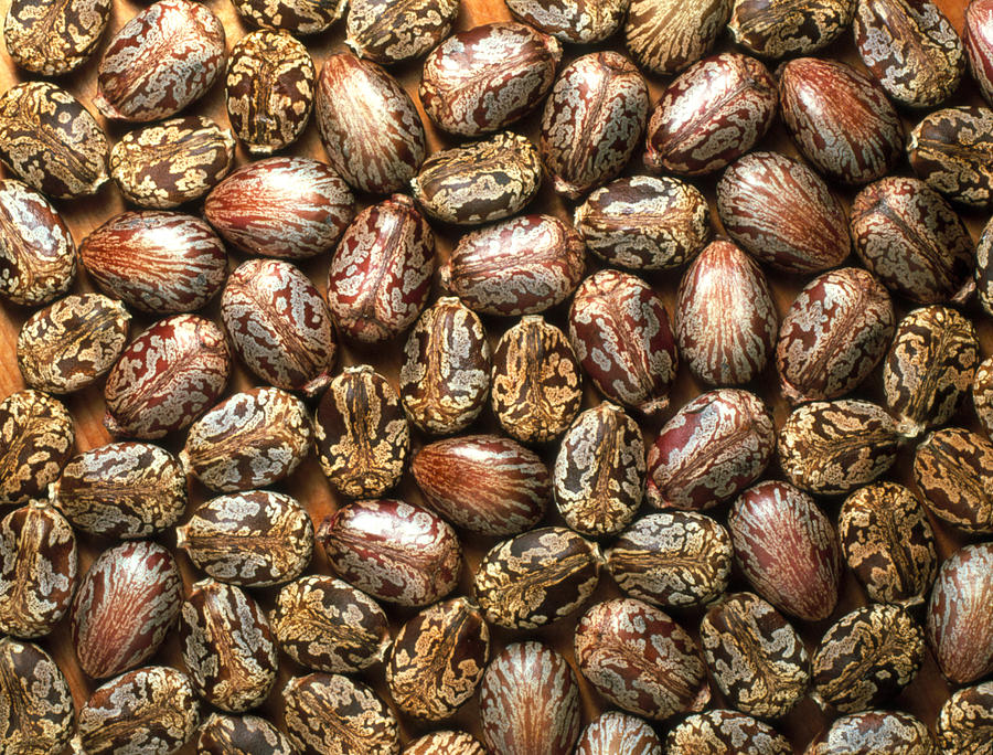 seeds-of-the-castor-oil-plant-photograph-by-vaughan-fleming