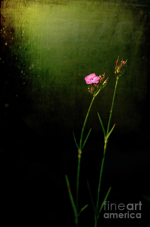 Flower Photograph - Seeking light by Silvia Ganora