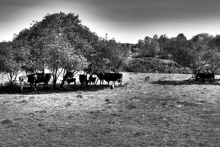 Cow Photograph - Seeking Shade by David Patterson