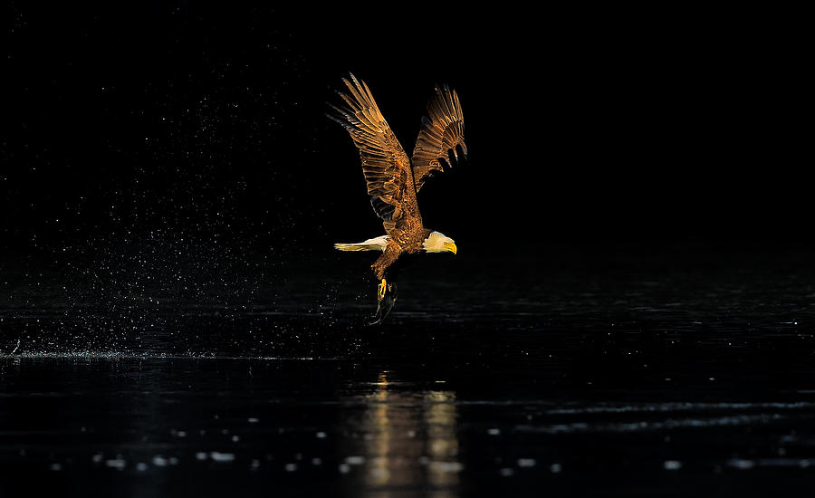 Eagle Photograph - Seeking the Sun -- An Eagles Quest by William Jobes