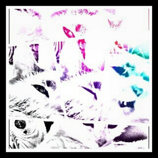 Cat Photograph - Seeley Collage #instagram #collage #cat by Haley B.c.u.