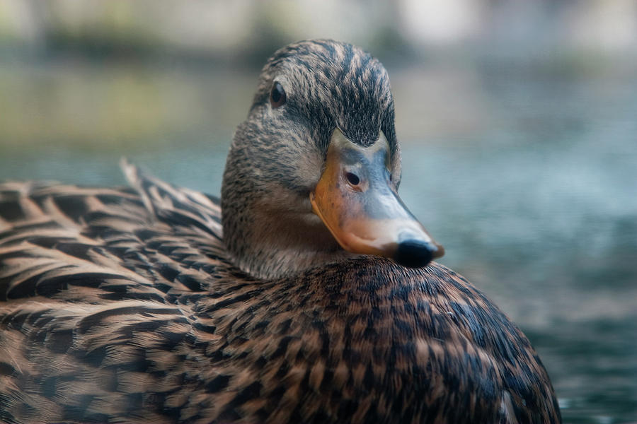 Seemingly Smug Duck Photograph by Lorraine Devon Wilke