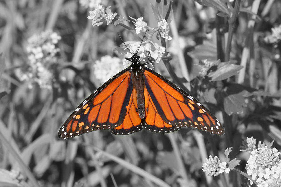 Select Color Monarch Photograph by Mark J Seefeldt