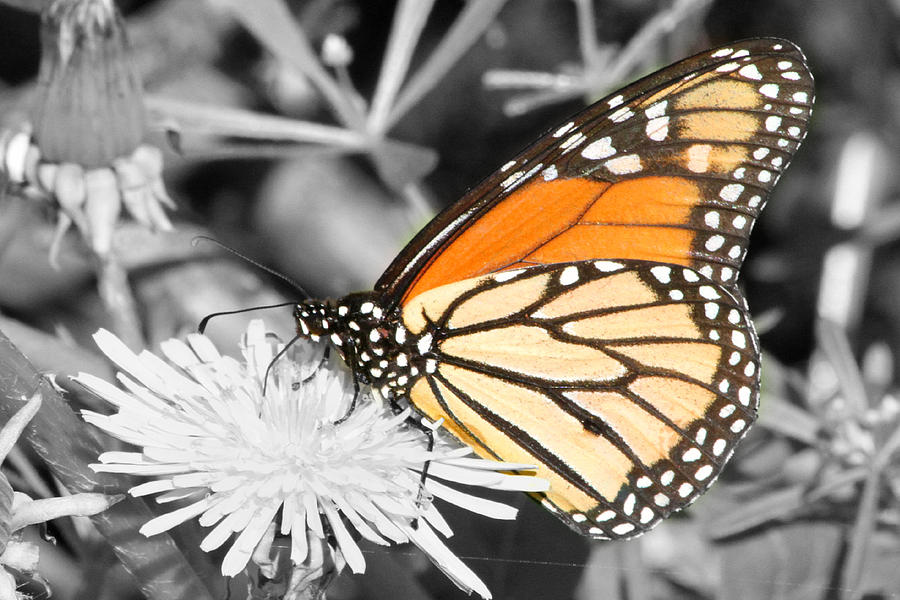 Select Color Monarch Profile Photograph by Mark J Seefeldt