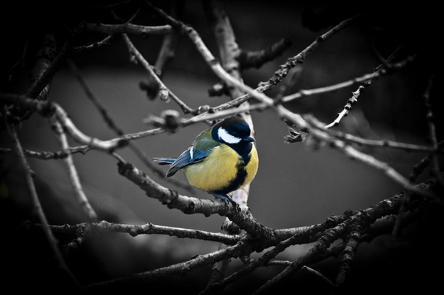Selective Bird Photograph by Chris Boulton